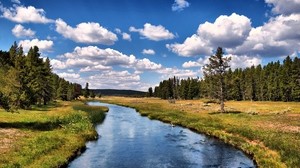 flod, kust, träd, skog