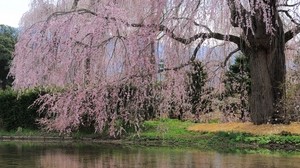 river, flowers, trees, branch