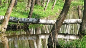 flod, träd, reflektion