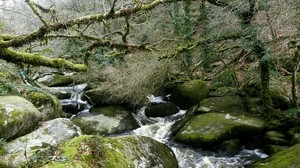 river, stones, course, forest, nature - wallpapers, picture