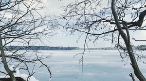 河流，冰，雪，树枝，冬天，树木