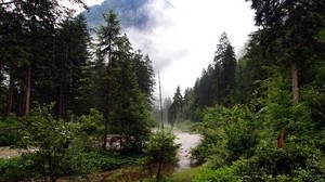 fiume, foresta, natura