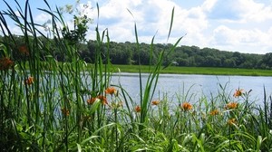 Fluss, Wald, Gras, Natur