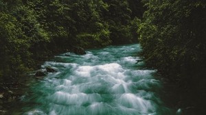 river, stream, forest, trees - wallpapers, picture