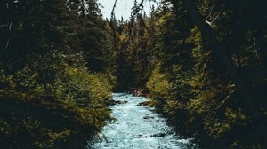 river, course, branches, trees - wallpapers, picture
