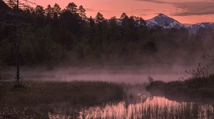 flod, gräs, dimma, skog