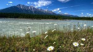 canada river, parks, landscape, daisies, mountains, vermilion kootenay, nature - wallpapers, picture