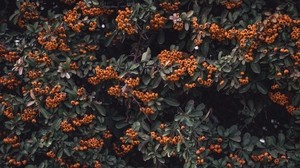 mountain ash, berries, gron, branches, leaves - wallpapers, picture