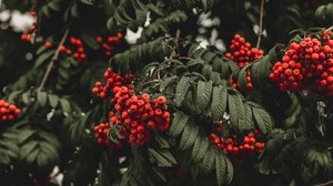 mountain ash, berries, autumn, branch - wallpapers, picture
