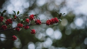 mountain ash, berries, branch, bokeh, blur