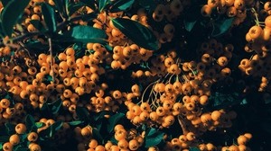 mountain ash, berries, branch, yellow, leaves