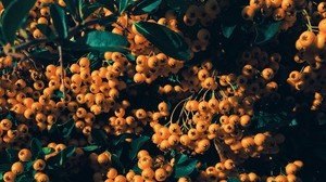 Eberesche, Beeren, Zweig, gelb, Blätter - wallpapers, picture