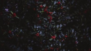 mountain ash, berries, branches, tree, bush, autumn - wallpapers, picture