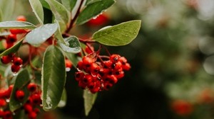 mountain ash, berries, branches, leaves, wet