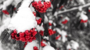 mountain ash, snow, berries, branch, winter
