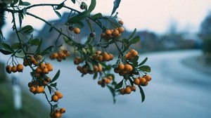 mountain ash, branch, berries, blur - wallpapers, picture