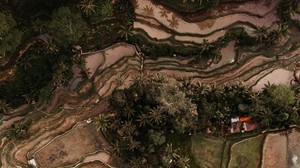 campos de arroz, plantaciones, vista superior, relieve, trópicos