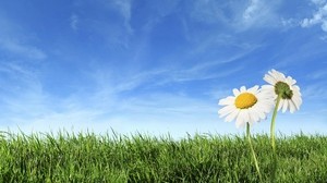 daisies, flowers, field, grass, sky
