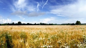 daisies, field, flowers, the sky, lightness