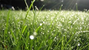 dew, grass, drops, green, summer, morning - wallpapers, picture