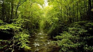 grove, stream, trees, grass