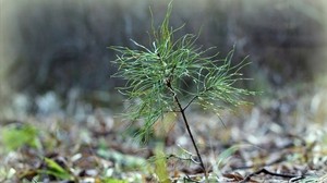 sprout, leaves, grass