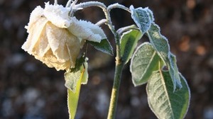 Rose, Blume, Frost, Kälte, Raureif, Knospe - wallpapers, picture