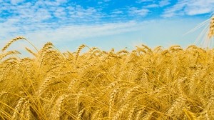 rye, ears, field, golden, sky, agriculture