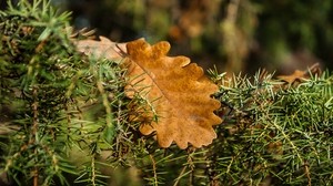 rosemary, oak, leaves