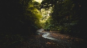 stream, forest, trees, flow - wallpapers, picture