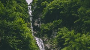 stream, rock, trees, forest, greens, stone