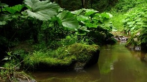 stream, river, forest, stones, murmur, mugs, vegetation - wallpapers, picture