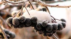 mountain ash, black, fruits, berries, snow, hoarfrost, bunches - wallpapers, picture