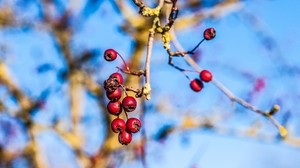 mountain ash, branch, close-up - wallpapers, picture