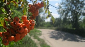 mountain ash, berry, bunch, summer - wallpapers, picture