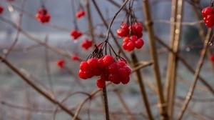 mountain ash, berries, branch