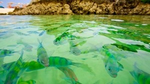 fish, water, transparent, rocks - wallpapers, picture