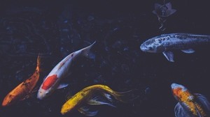 fisk, undervattensvärld, simma