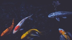 魚、水中世界、泳ぐ - wallpapers, picture