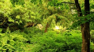 jardín, arboles, naturaleza, verdes