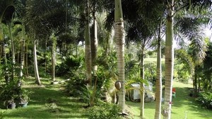 trädgård, palmer, skuggor, träd, sommar - wallpapers, picture