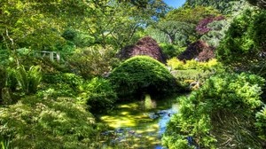 garden, pond, diversity, vegetation, bright - wallpapers, picture