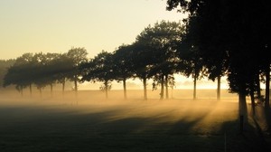 Garten, Morgendämmerung, Umrisse - wallpapers, picture