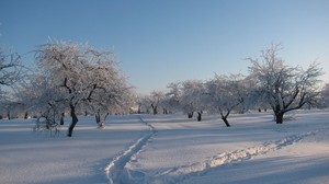 garden, winter, traces, trails, snow, snowdrifts, cover, trees, gray hair, shadows, freshness