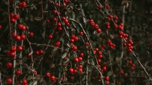pyracantha, berries, bush, branches
