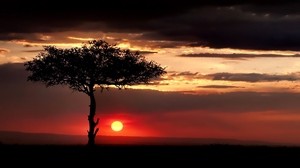savannah, tree, lonely, the sun, sunset, evening