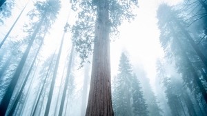 secoya, árbol, bosque, niebla, invierno