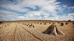 hay, sheaves, harvest, harvesting, agriculture, field