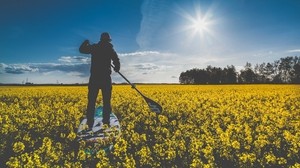 surfer, field, flowers, paddle, sunlight - wallpapers, picture