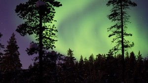 northern lights, aurora, trees, snow, forest, night, snowy